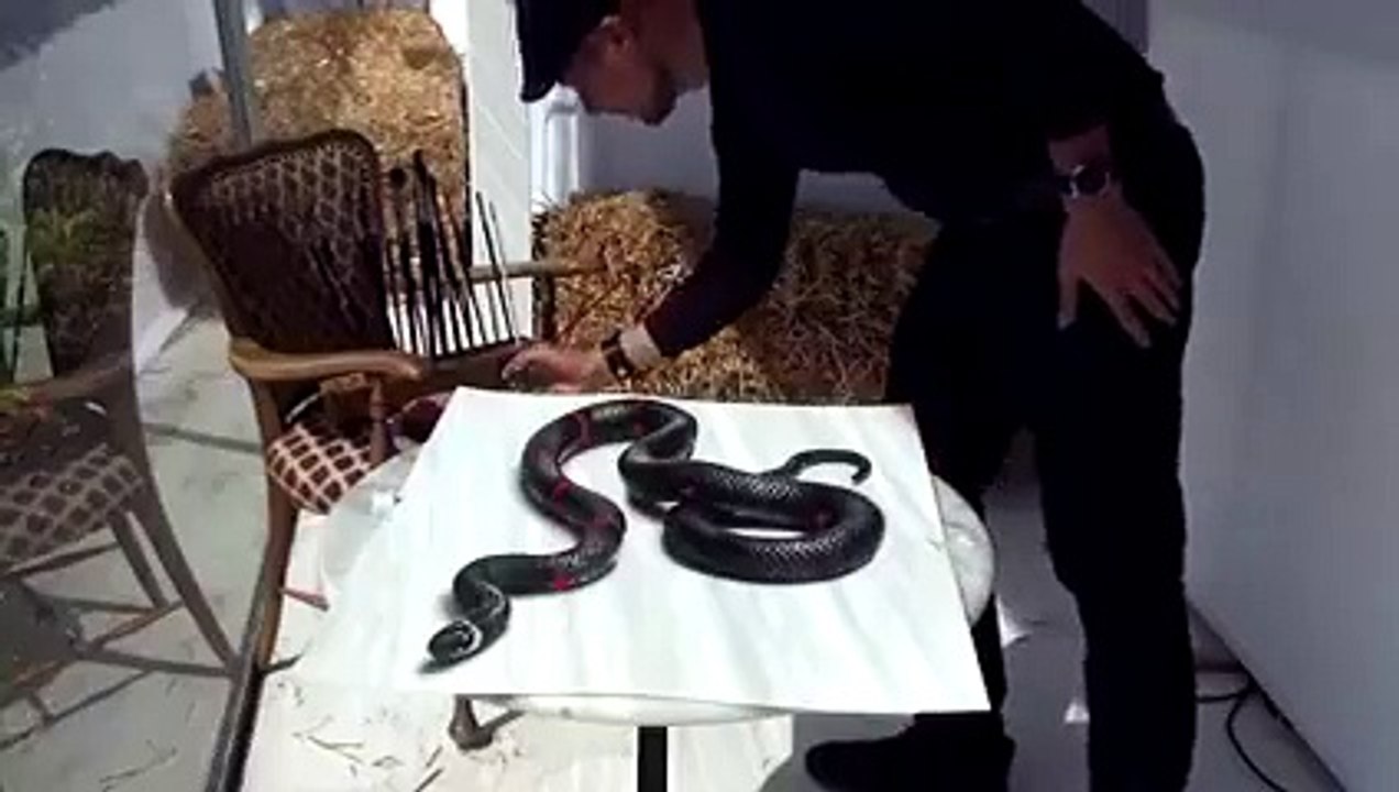 amazing videos (10)