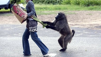 Rahatsız Edici Hayvanlar