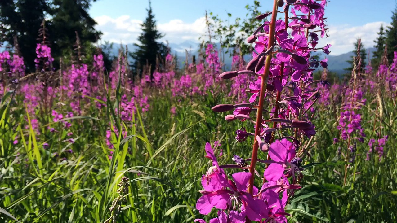 Alaska Vacation