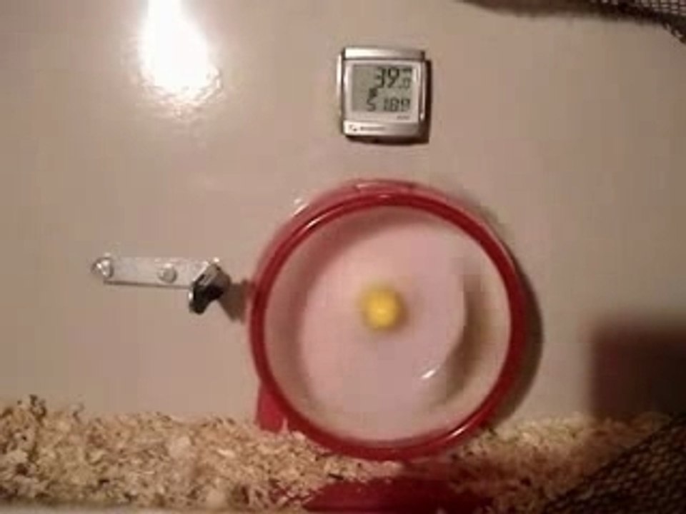 Turbo Hamster
