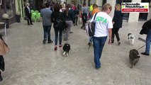 Cinquième marche des chiens à Poitiers