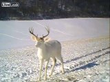 Wisconsin White Deer Surprised by his own Antlers Shedding