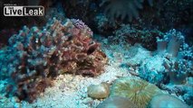 amazing footage of live corals Australia's Great Barrier Reef