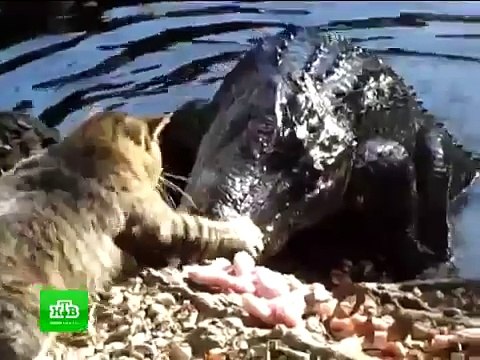 Голодный кот отобрал еду у Крокодилa!