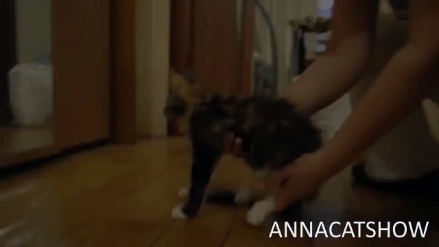 ЖЕСТЬ, КОТ НАПУГАЛ САМ СЕБЯ!