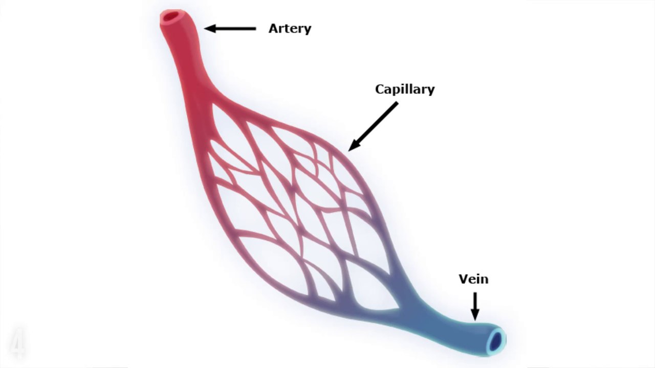 Amazing Things The Body Does