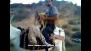 Proud Leopard Hunter in the Mountains of Kazerun