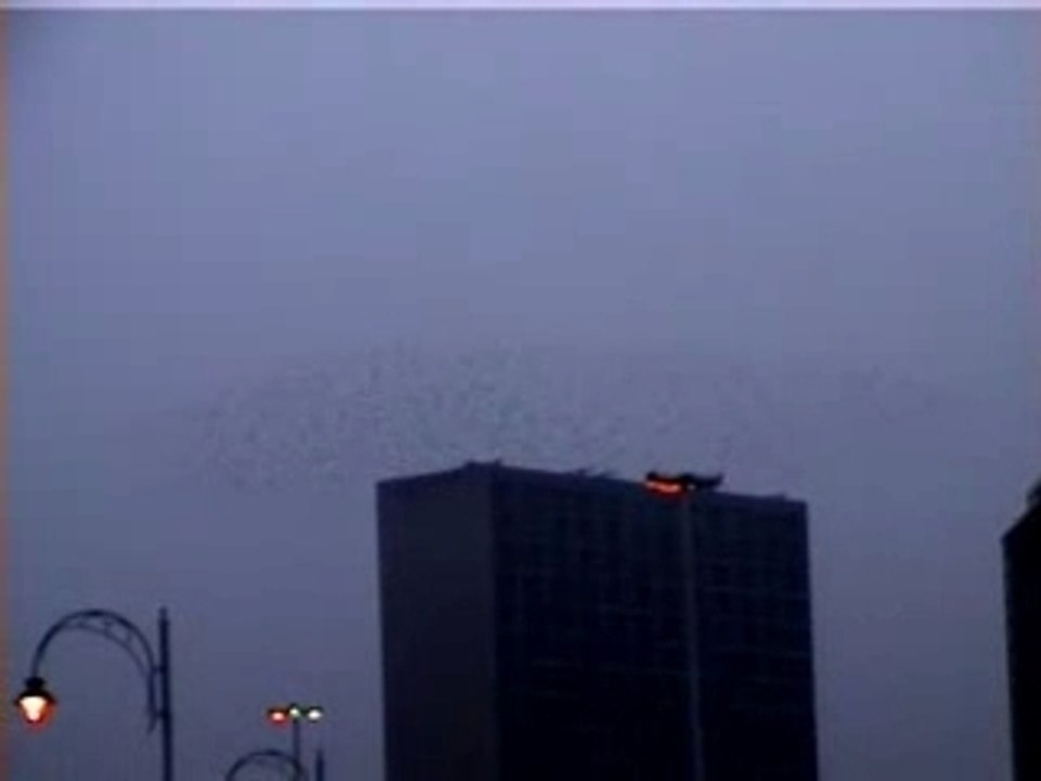 Birds Projects