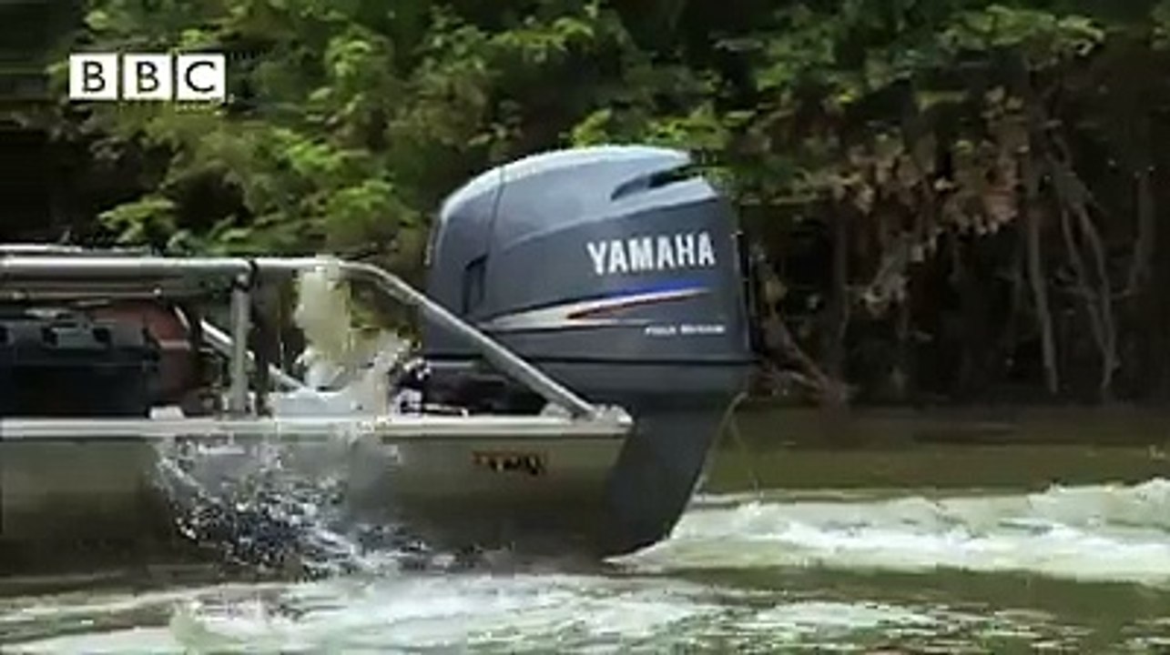 fish jumping