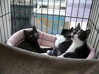 chatons à l'adoption