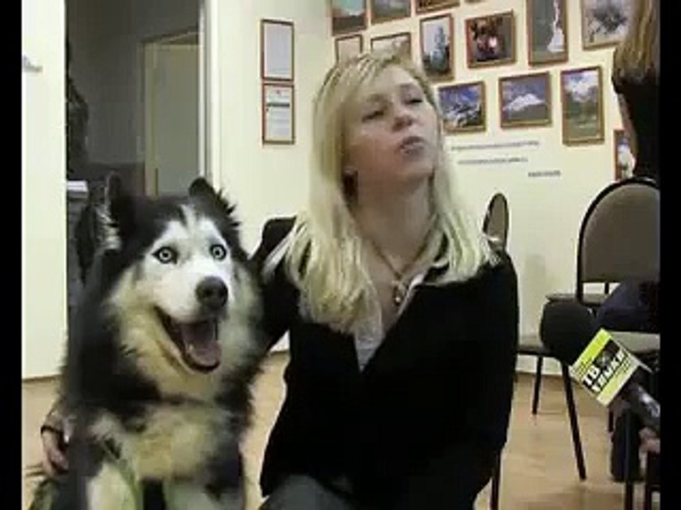 Собака под ЛСД