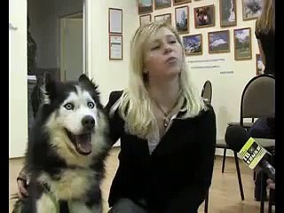 Собака под ЛСД