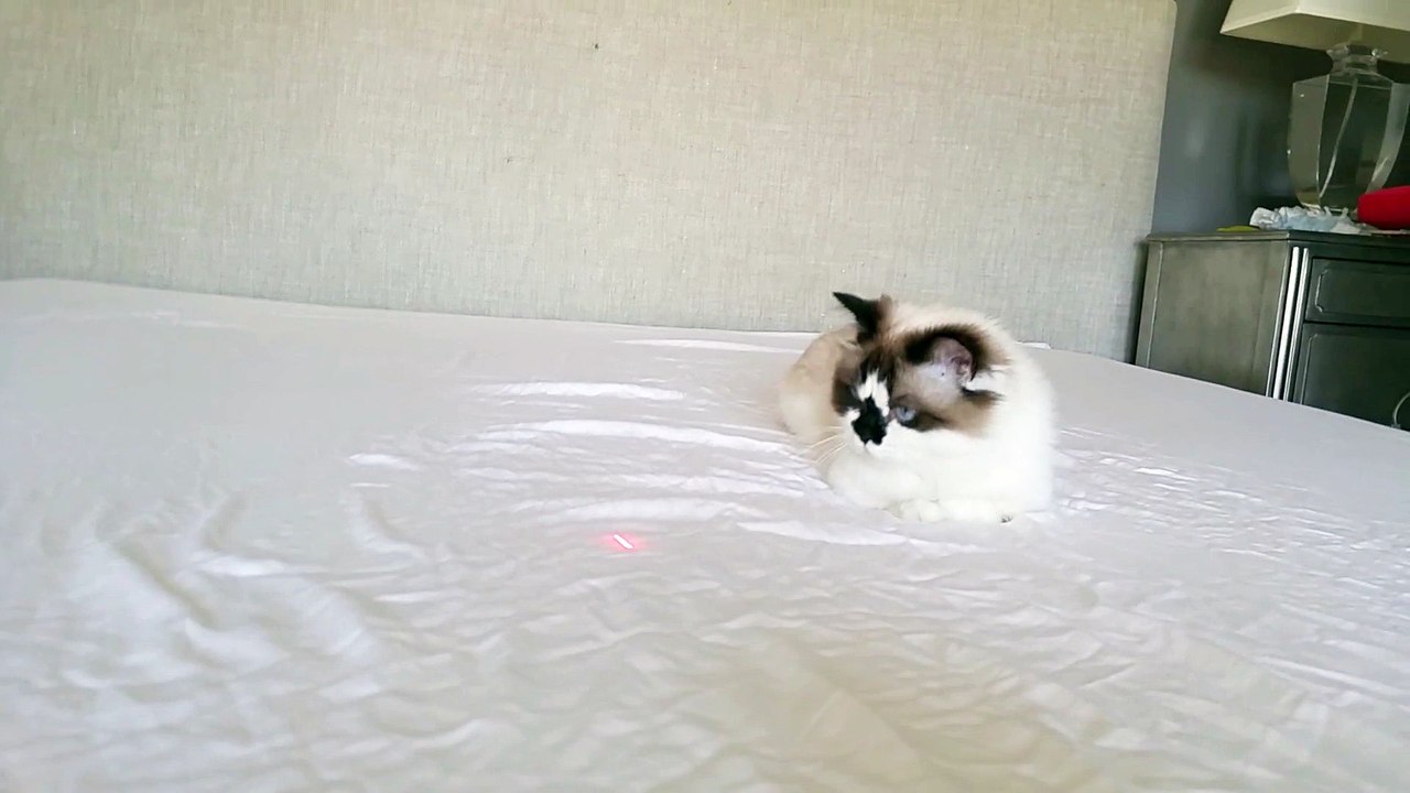 Albert In Pursuit