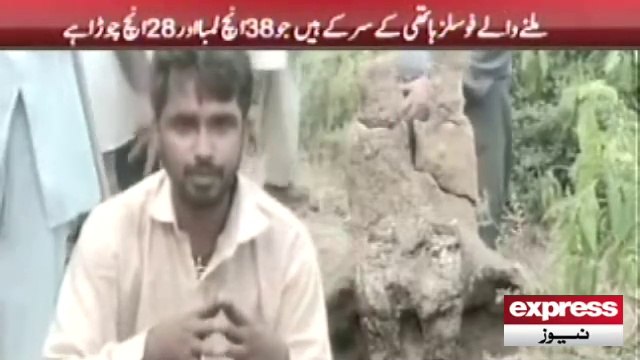 Elephant Remnants Discover Mandibahauddin