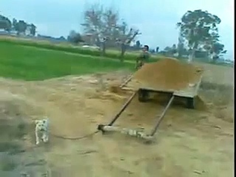 Dog Cart