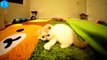 Funny animals✤Funny Cats Videos | Funny Videos Animals Remix Compilation | Funny Animal Videos