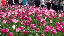 Bowral Tulip Time & Cherry Blossom Galston, Sydney 19 Sept 2015