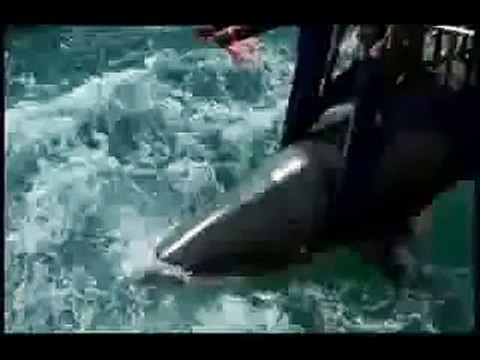 Акула проглотила человека!