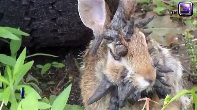 Кролик мутант снят на видео в США!