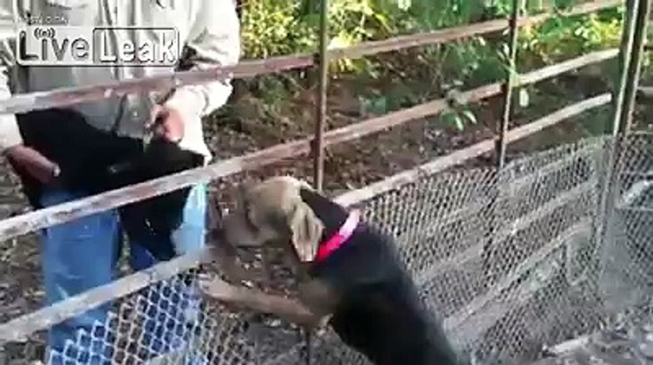 I want whatever drugs that dog is on!