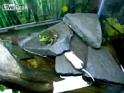 **KERMIT THE FROG DROWNS MOUSE** -LIVE FEEDING-