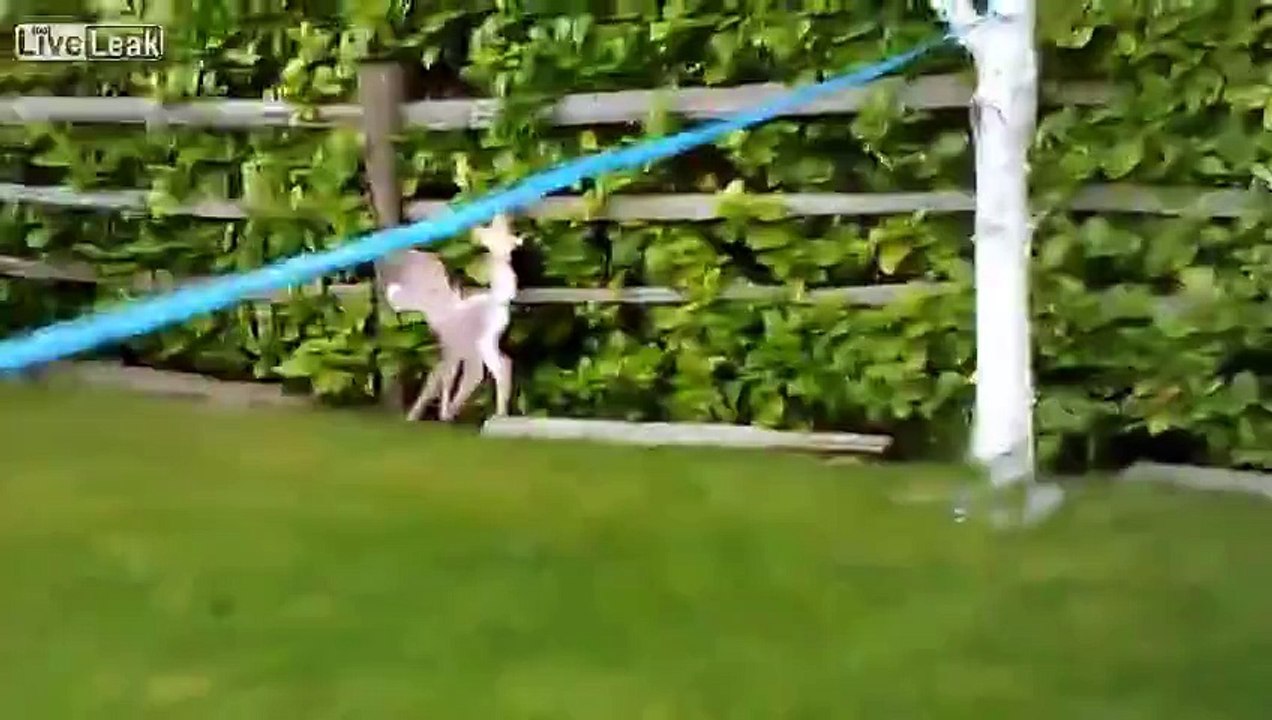 Massively Huge Back CystZit Popped & Cottage Cheese Sprayed all Over Yard! video Dailymotion