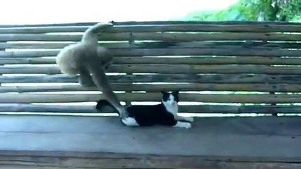 Monkey Plays with a Cat - Kediyle Oyun Oynayan Maymun (TR)