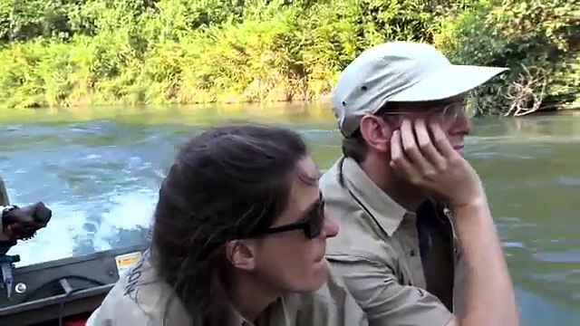 Retrouvailles touchantes avec un gorille