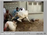 Cow Qurbani Running of Dangerous Cow Kick ... Funny Video