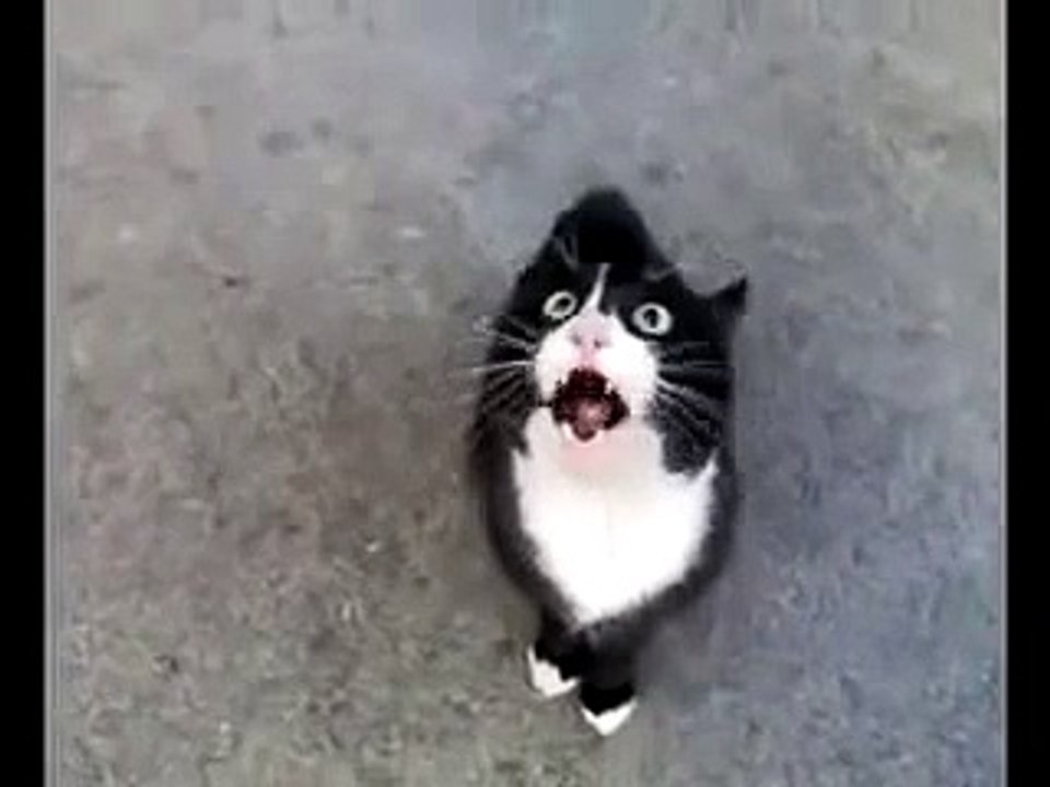 Angry Cat - Sinirli Kedi (TR)