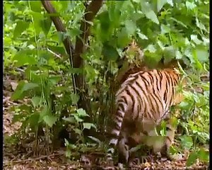 Funny Monkey Makes Fun with Tiger