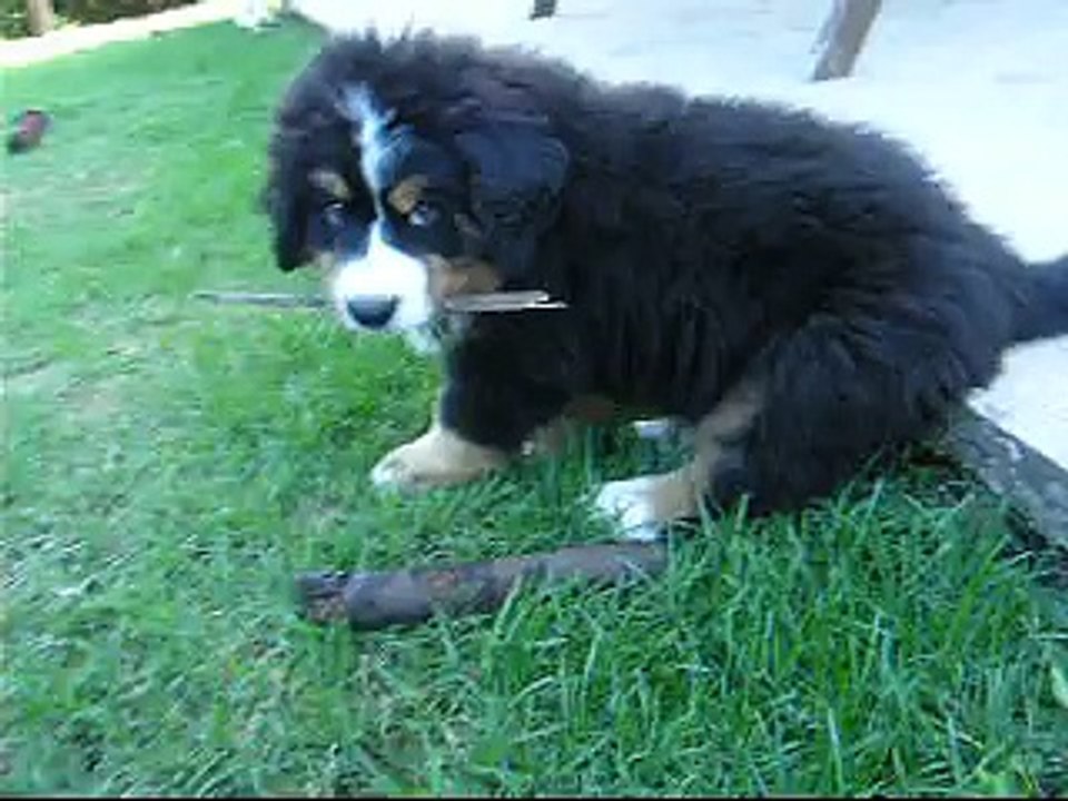 Lucky du coeur de lune  001