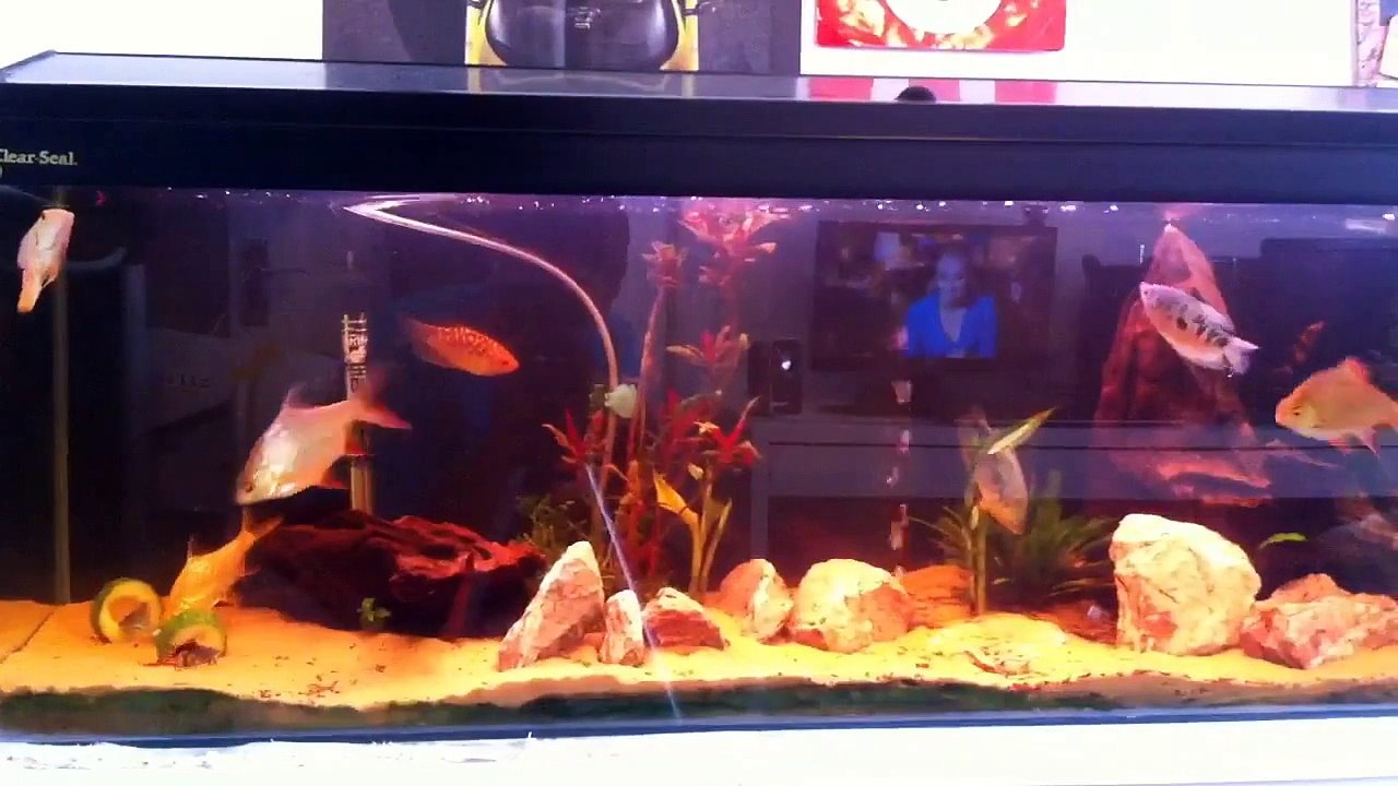 20/08/12 40G Aquarium update AquaStun •HD•