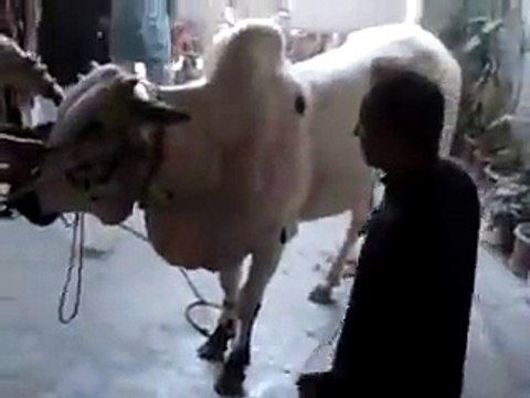 Very Very Dangerous Bull Of Qurbani Eid Ul Adha - bakra eid