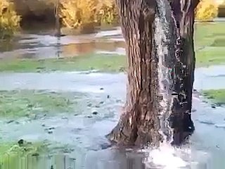 KIRAN COLLECTION watch the amazing video beauty of nature.kaisy aik darakht me se musalsal pani nikalta rahta ha