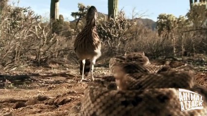 Roadrunner Attacks Rattlesnake - Exclusive