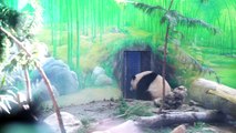 Baby panda plays at Taipei Zoo