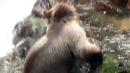 Kim Demişki AYI ile ŞAKA Olmaz