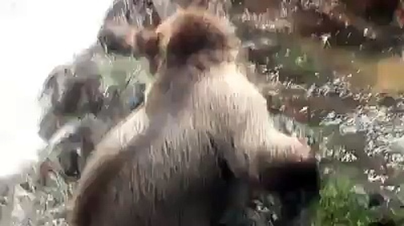 Kim Demişki AYI ile ŞAKA Olmaz