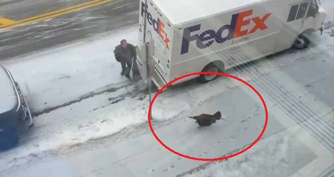 Crazed Turkey Hates UPS