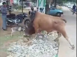 Cow VS Goat [Zara Sochiya Fun]