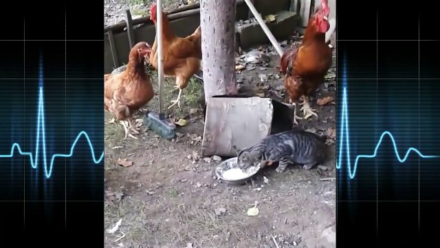 Cute Cat Greedily- Cat Won't Share The Food - YouTube [720p]