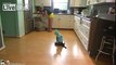 Cat Wearing A Shark Costume Cleans The Kitchen On A Roomba