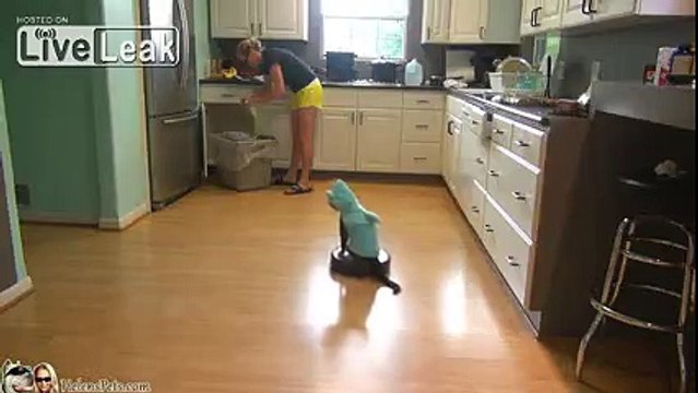 Cat Wearing A Shark Costume Cleans The Kitchen On A Roomba