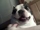 Boston Terrier chien aime son ventre chatouillé! Drôle de tête ~ MIGNON! (Original)