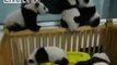 Kung Fu Fighting (Toddler Panda Style)