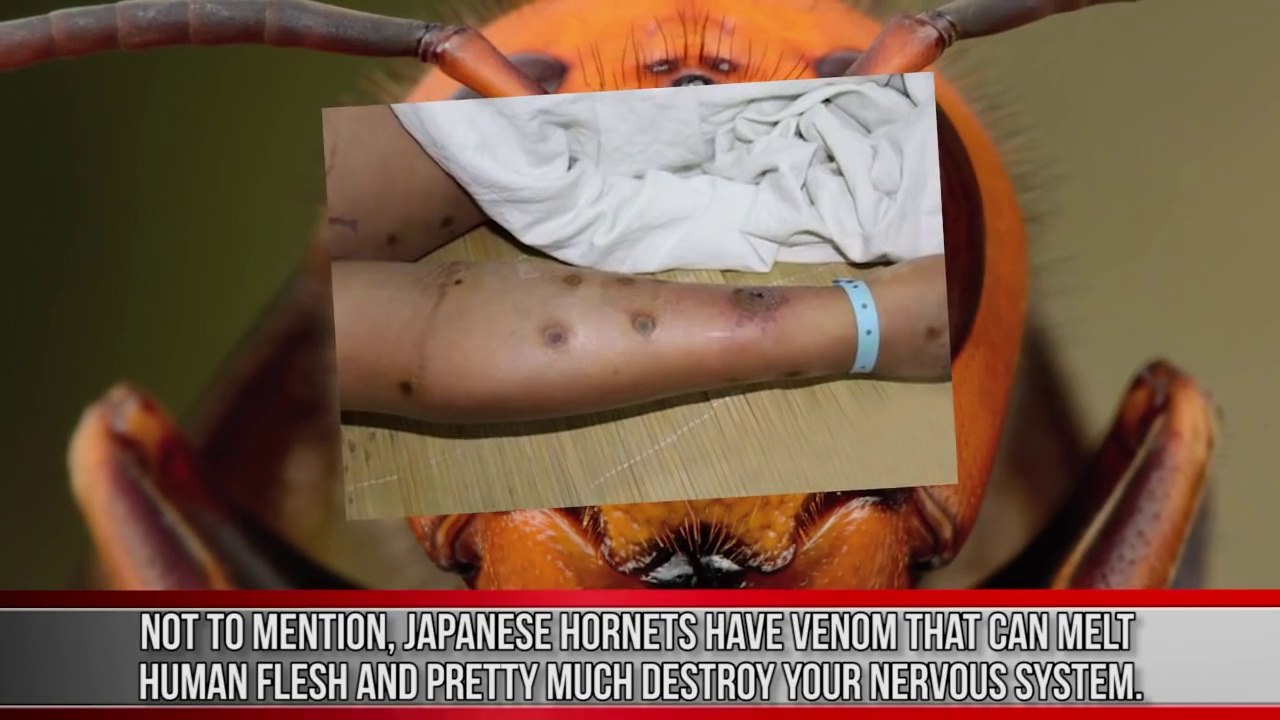 10 Insects You Won't Believe Actually Exist