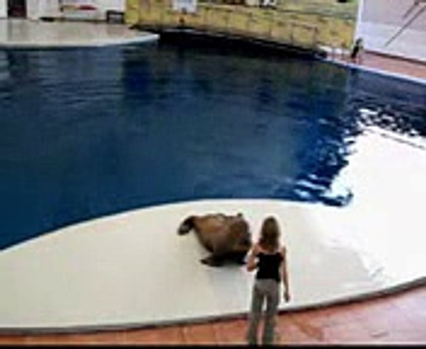 Le phoque danseur