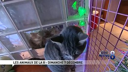Un hôtel pour chats !