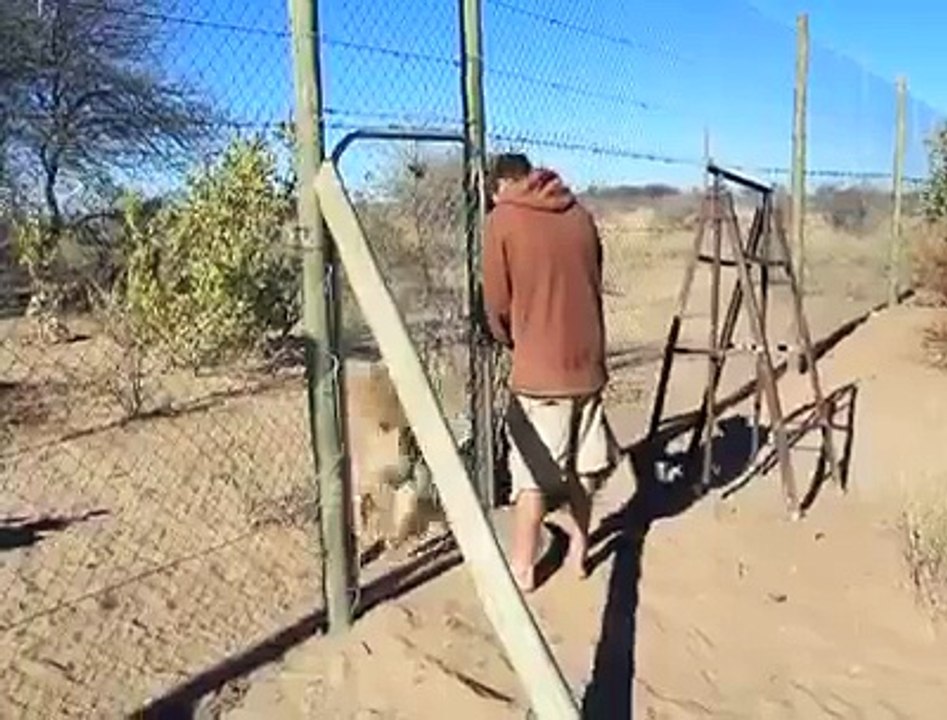 A Man Playing with A Tiger